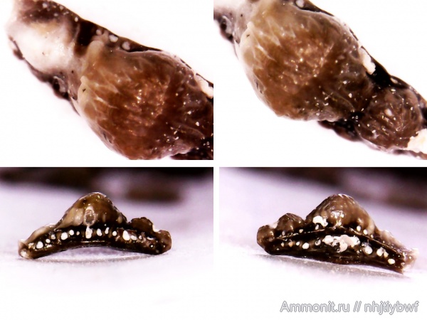 рыбы, нижний карбон, Chondrichthyes, стешевский горизонт, зубы рыб, Заборье, Mesodmodus