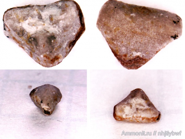 морские лилии, криноидеи, нижний карбон, стешевский горизонт, Заборье