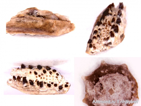 рыбы, нижний карбон, стешевский горизонт, Заборье