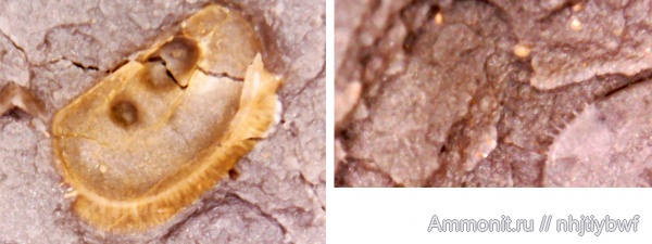 остракоды, нижний карбон, стешевский горизонт, Заборье