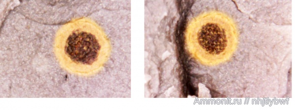 нижний карбон, стешевский горизонт, Заборье