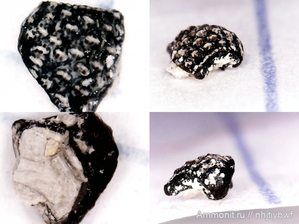 рыбы, нижний карбон, стешевский горизонт, зубы рыб, Заборье, Chondrenchelyiformes, Harpagofututor, Subterbranchialia