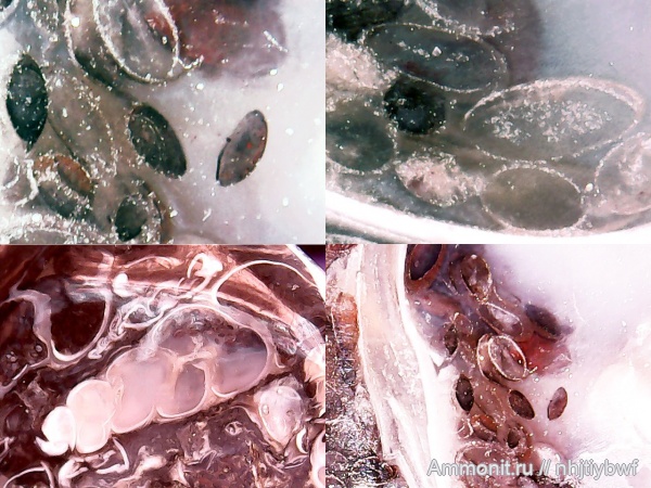 гастроподы, остракоды, тафономия