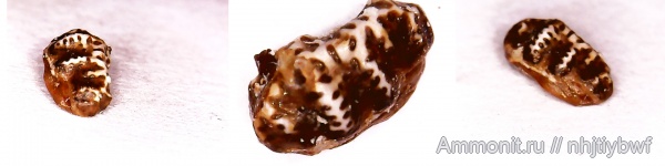 рыбы, нижний карбон, Chondrichthyes, стешевский горизонт, зубы рыб, Заборье, Campodus, Campodus elegans