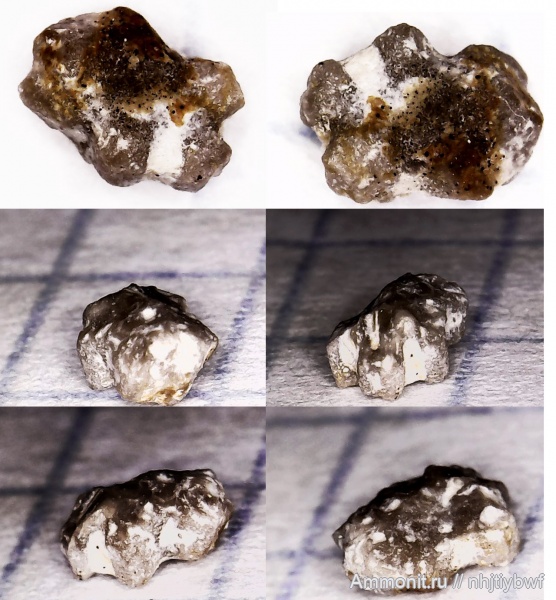 иглокожие, нижний карбон, стешевский горизонт, Заборье