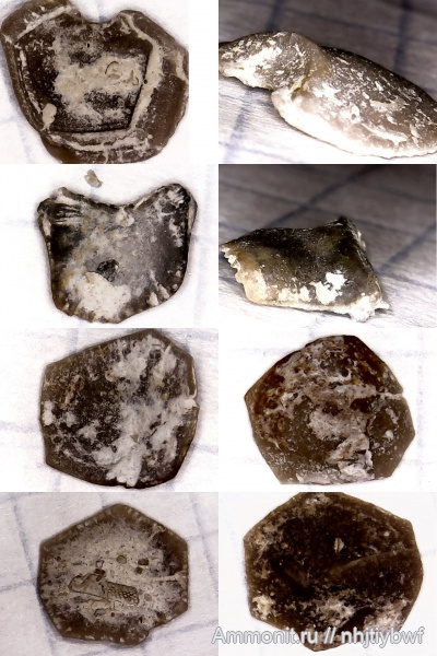 морские лилии, криноидеи, нижний карбон, стешевский горизонт, Заборье