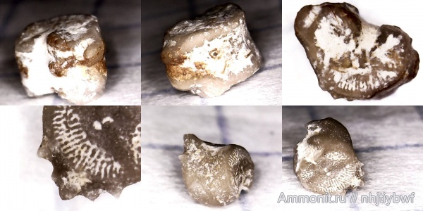 морские лилии, криноидеи, нижний карбон, стешевский горизонт, Заборье