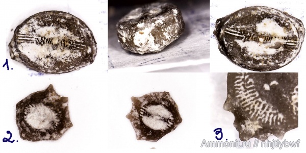 морские лилии, криноидеи, нижний карбон, стешевский горизонт, Platycrinites, членики морских лилий, Заборье