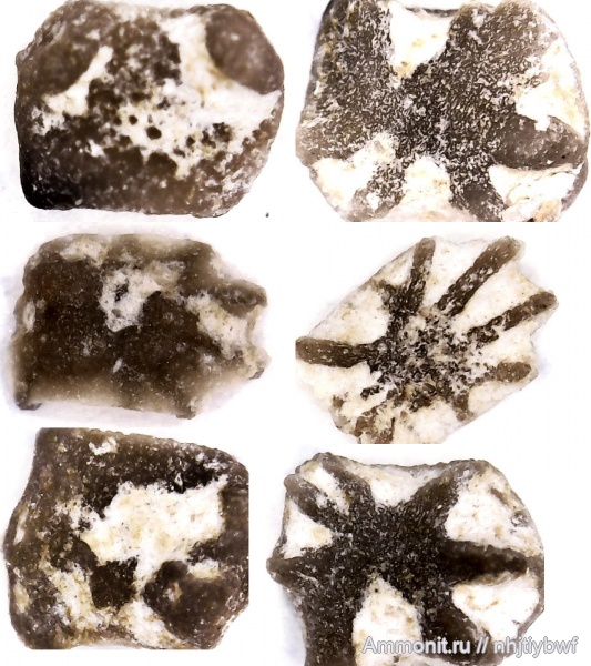 морские лилии, криноидеи, нижний карбон, стешевский горизонт, Заборье