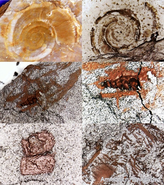 гастроподы, брюхоногие моллюски, нижний карбон, стешевский горизонт, Заборье