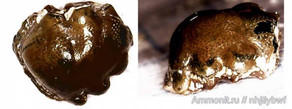 рыбы, нижний карбон, Chondrichthyes, стешевский горизонт, зубы рыб, Заборье