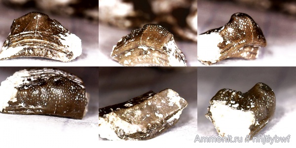 зубы, нижний карбон, Chondrichthyes, стешевский горизонт, Venustodus, зубы рыб, Заборье