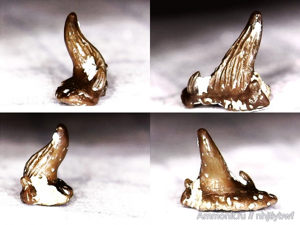 рыбы, нижний карбон, Chondrichthyes, стешевский горизонт, Ctenacanthiformes, Elasmobranchii, зубы рыб, Заборье