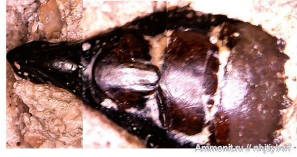 рыбы, хрящевые рыбы, нижний карбон, Chondrichthyes, стешевский горизонт, Petalorhynchus, зубы рыб, Заборье