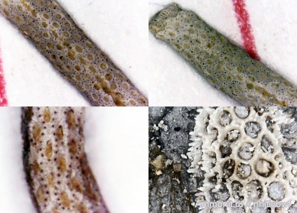 мшанки, нижний карбон, стешевский горизонт, Заборье