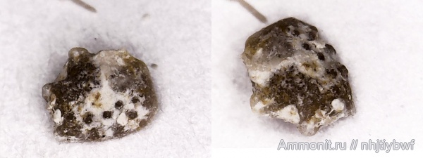 иглокожие, нижний карбон, стешевский горизонт, Заборье