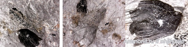 рыбы, нижний карбон, стешевский горизонт, чешуя, Заборье, Rhizodontidae, кистеперые