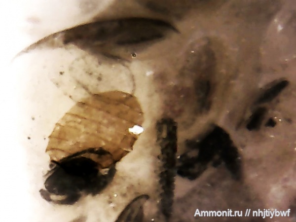 гастроподы, остракоды, харовые водоросли