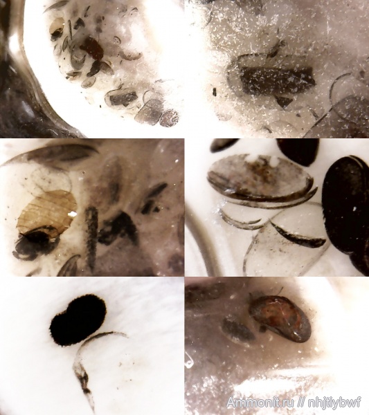 гастроподы, палеоген, остракоды