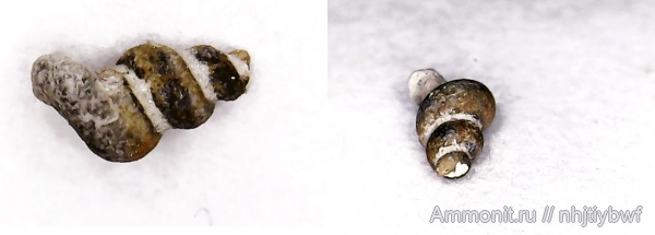 гастроподы, нижний карбон, стешевский горизонт, Заборье