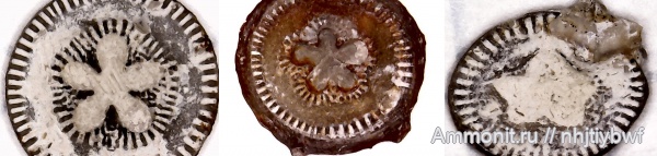 морские лилии, криноидеи, нижний карбон, стешевский горизонт, членики морских лилий, Заборье