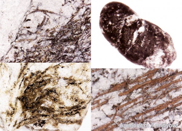 копролиты, нижний карбон, ихнофоссилии, стешевский горизонт, Заборье