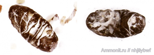 рыбы, копролиты, нижний карбон, стешевский горизонт, Заборье