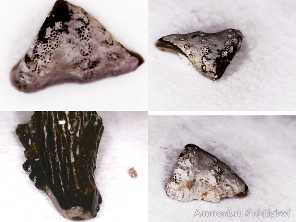 рыбы, нижний карбон, Chondrichthyes, стешевский горизонт, Platyxystrodus, зубы рыб, Заборье, Chondrenchelyiformes, Subterbranchialia