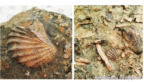 юра, оксфорд, двустворчатые моллюски, кимеридж, Trigonia, Крым, тригонии