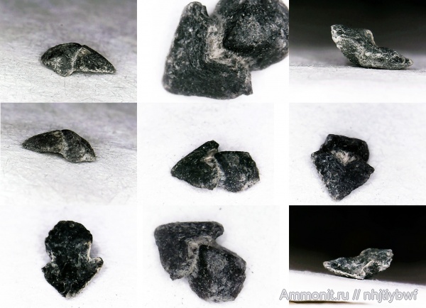 юра, оксфорд, головоногие моллюски, Крым, ринхолиты, Gonatocheilus