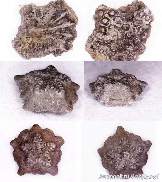 морские лилии, юра, кораллы, оксфорд, кимеридж, Крым