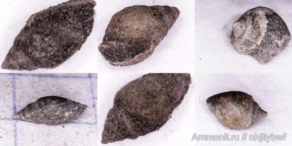 гастроподы, Крым, верхняя юра