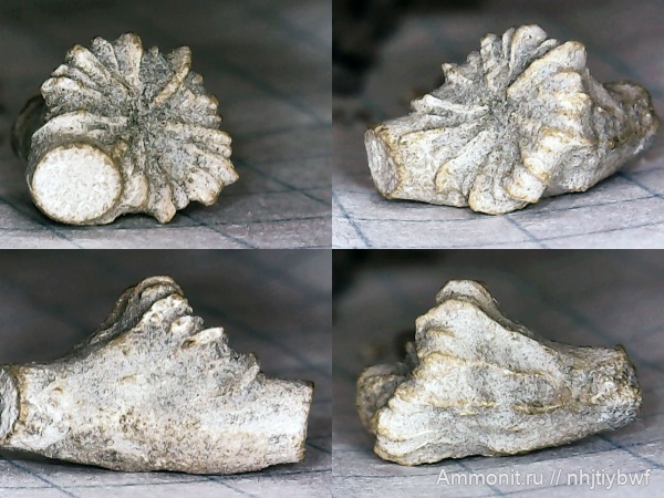 юра, кораллы, оксфорд, кимеридж, Крым