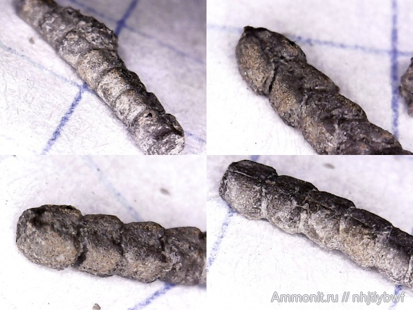 иглокожие, оксфорд, кимеридж, Крым, верхняя юра, офиуры