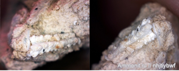 гжельский ярус, Русавкино, верхний карбон