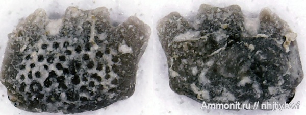 морские лилии, криноидеи, нижний карбон, стешевский горизонт, Заборье