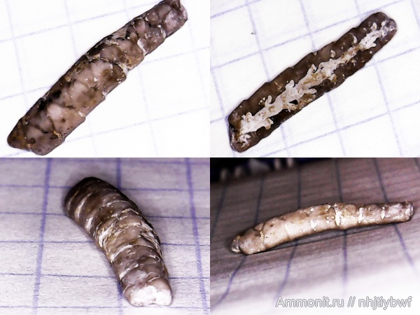 морские лилии, криноидеи, нижний карбон, стешевский горизонт, Заборье, Cladida, Scytalocrinidae, Anemetocrinus