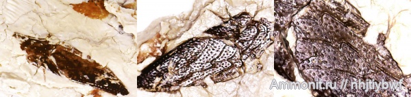 рыбы, нижний карбон, стешевский горизонт, чешуя, Заборье