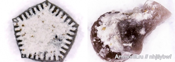 морские лилии, криноидеи, нижний карбон, стешевский горизонт, Заборье