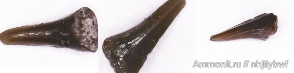 верхняя юра, зубы акул, Шмелëвка