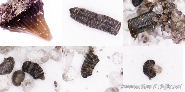 верхняя юра, зубы акул, Шмелëвка