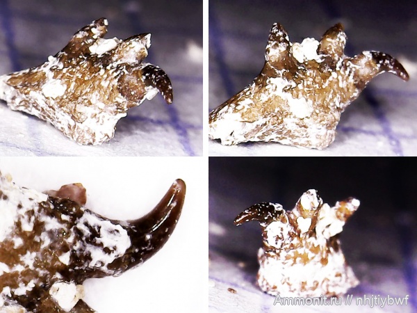 рыбы, нижний карбон, Chondrichthyes, стешевский горизонт, зубы рыб, Заборье, Subterbranchialia, Iniopterygiformes