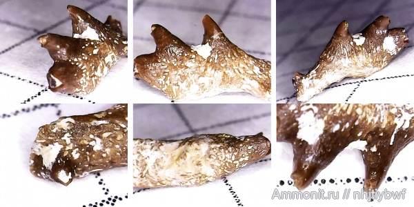 рыбы, нижний карбон, Chondrichthyes, стешевский горизонт, зубы рыб, Заборье, Subterbranchialia, Iniopterygiformes