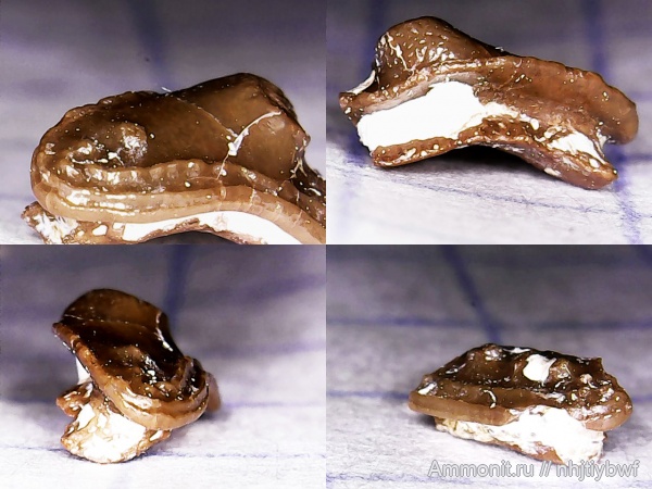 рыбы, нижний карбон, Chondrichthyes, стешевский горизонт, Venustodus, зубы рыб, Заборье