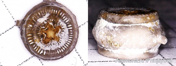 морские лилии, криноидеи, нижний карбон, стешевский горизонт, Заборье