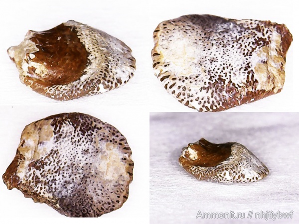 рыбы, нижний карбон, Chondrichthyes, стешевский горизонт, зубы рыб, Заборье