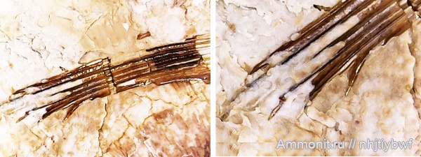 рыбы, нижний карбон, стешевский горизонт, чешуя, Заборье, чешуя рыб, Listracanthus, Listracanthidae