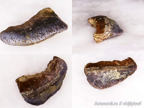 рыбы, нижний карбон, Chondrichthyes, стешевский горизонт, зубы рыб, Заборье