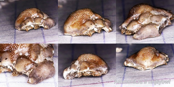 рыбы, нижний карбон, Chondrichthyes, стешевский горизонт, зубы рыб, Заборье