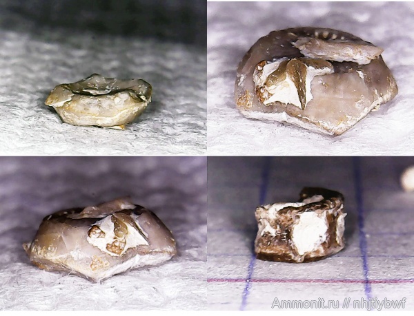 морские лилии, криноидеи, нижний карбон, стешевский горизонт, Заборье